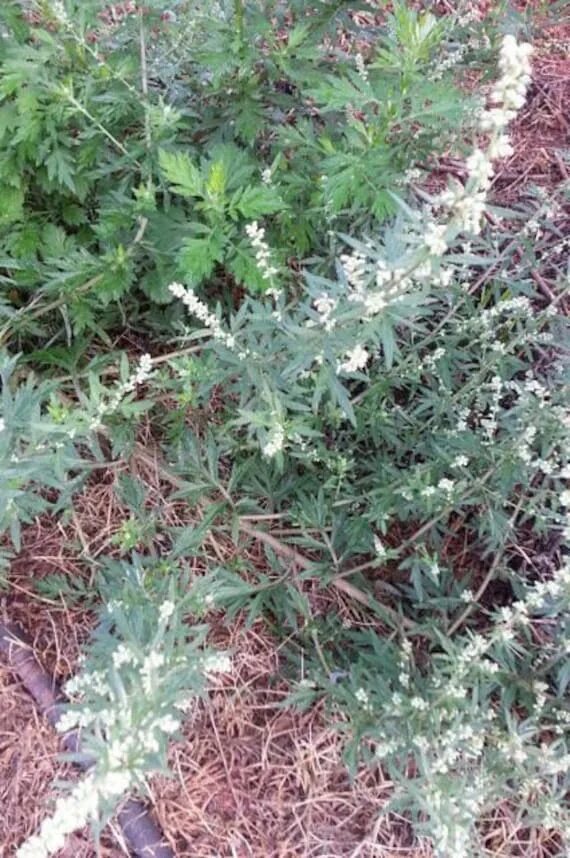 Полынь новости. Жусан полынь. Полынь шелковистая artemisia sericea. Полынь новости. Полынь горькая.