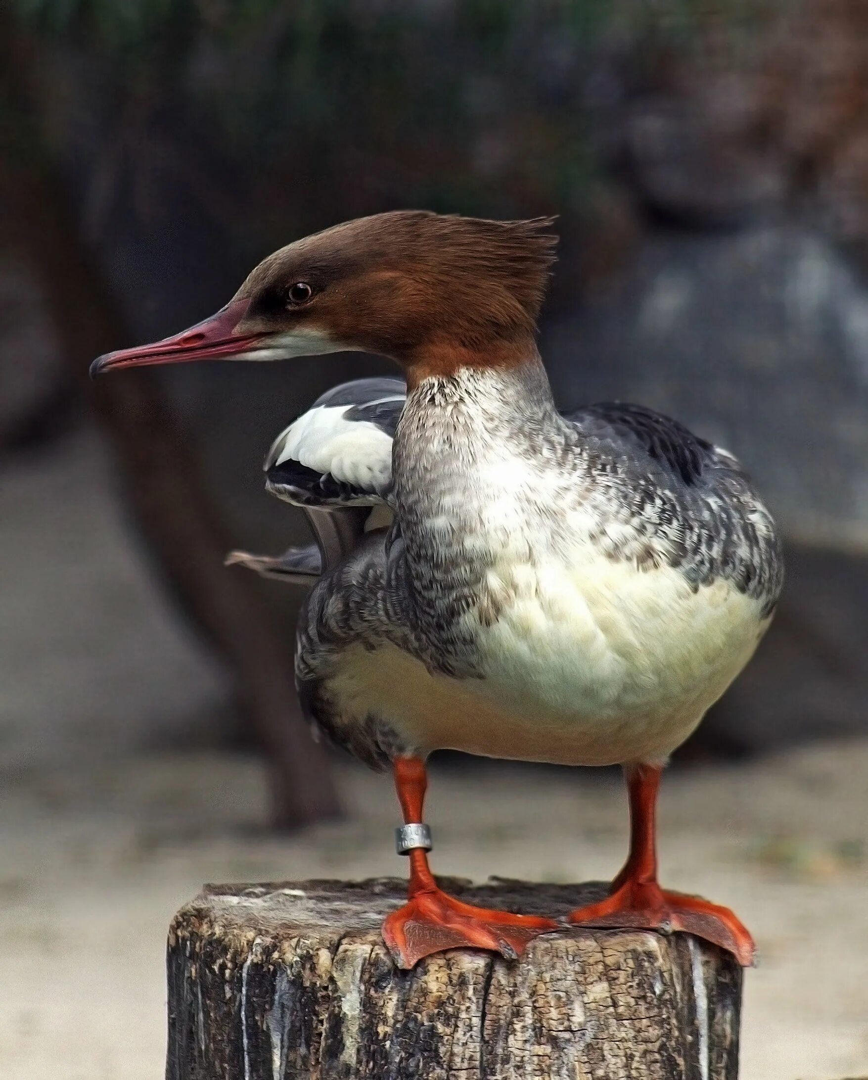 Крохаль утка. Большой крохаль утка. Большой крохаль Mergus Merganser. Нырок крохаль. Крохаль птица