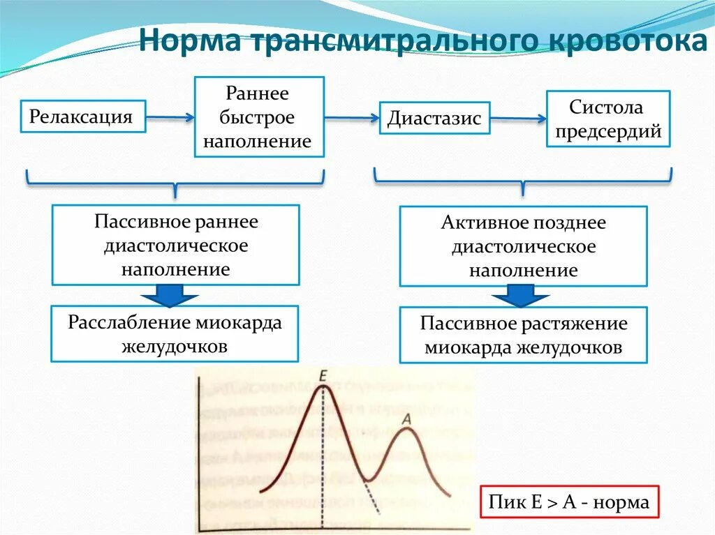 Трасмитралтный кровоток. Трансмертальный кровоток. Трансмитральный кровоток норма. Скорость трансмитрального кровотока. Норма кровообращения