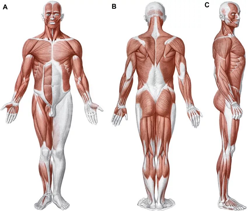 Связки тела. Мышцы человека. Анатомия мышц. Мускулатура человека. Мышцы тела анатомия.