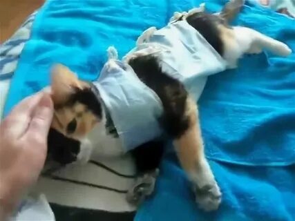 Сколько кошки выходят после наркоза