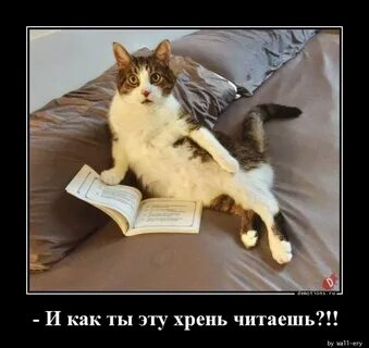 Что за хрень