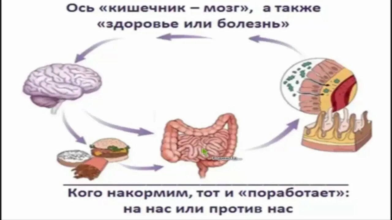 Книга мозги и кишечник. Ось кишечник мозг. Ось кишечник мозг презентация. Мозг кишечник и диета.