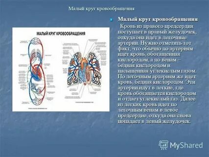 Бедна кислородом течет в малом кругу