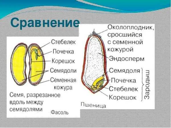 Каким номером на рисунке обозначено однодольное. Строение семян 6 класс. Строение семени пшеницы биология. Строение семени 6 класс биология. Биология 6 кл строение семени.