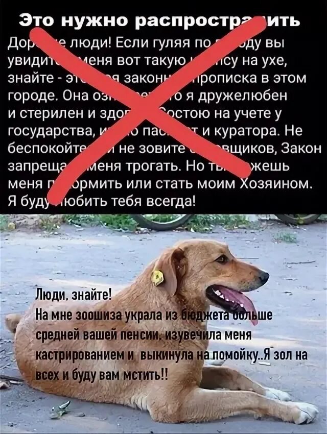 Ненавижу собак. Ненавижу бродячих собак. зоошиза и зоозащитники отличие.