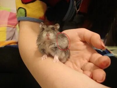 Хомяк постоянно чешется