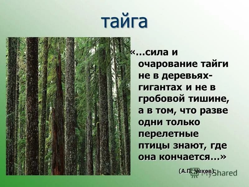 Леса украшающие нашу землю радуют глаз человека. Сила и очарование тайги не в деревьях. Сила тайги. Сила и очарование тайги не в деревьях-гигантах. Сила и очарование тайги не в деревьях-гигантах и не в гробовой тишине.