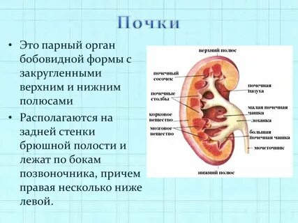 Парным органом