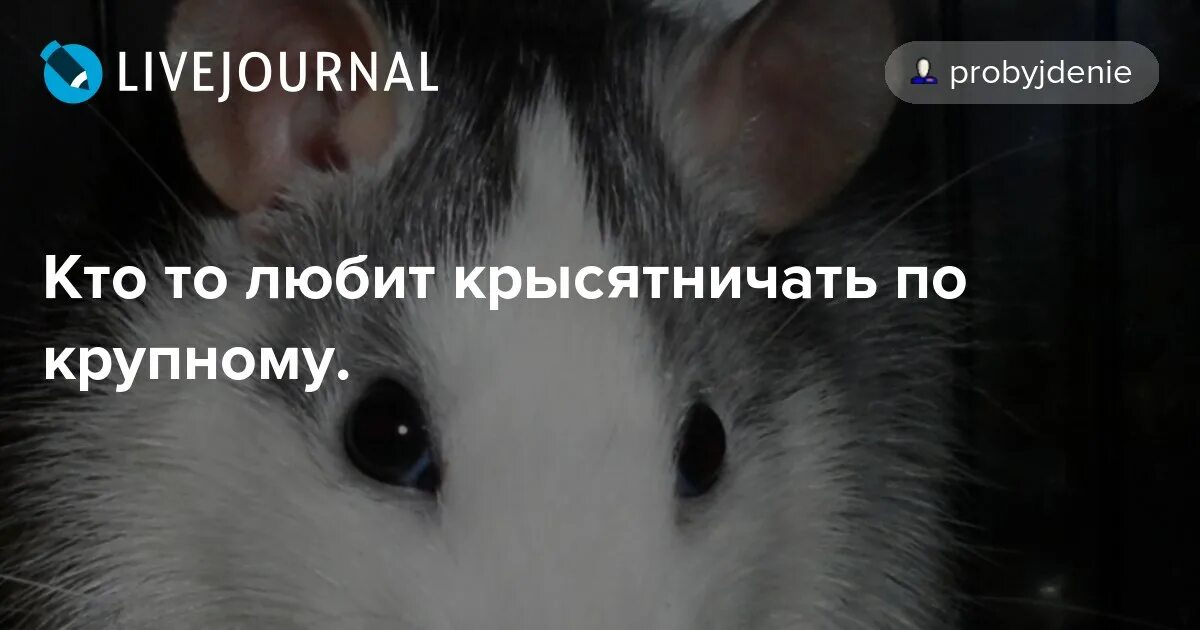 Крысятничать. Милая крыса. Крысы дерутьс. Прикольные крысы. Крыски сплетничают.