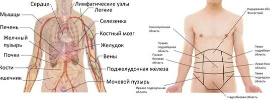 Болит левый бок живота у мужчины спереди. С левой стороны. Левый бок под ребрами. Что в левом боку у человека.