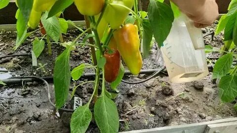 Перцы созревание плодов