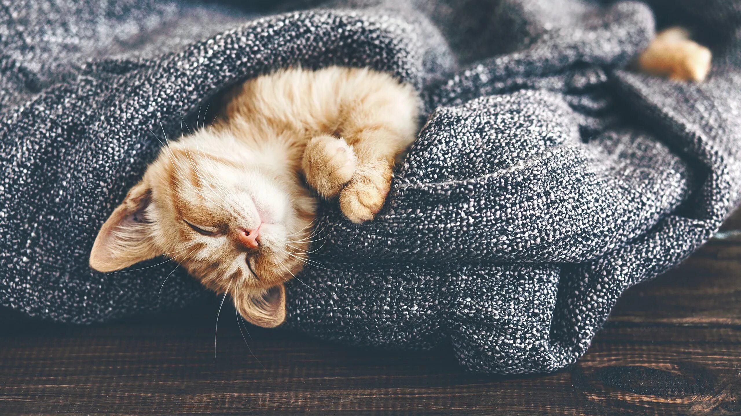Спящий котик. Уютный котик. Спящие котята. Красивый котенок во сне