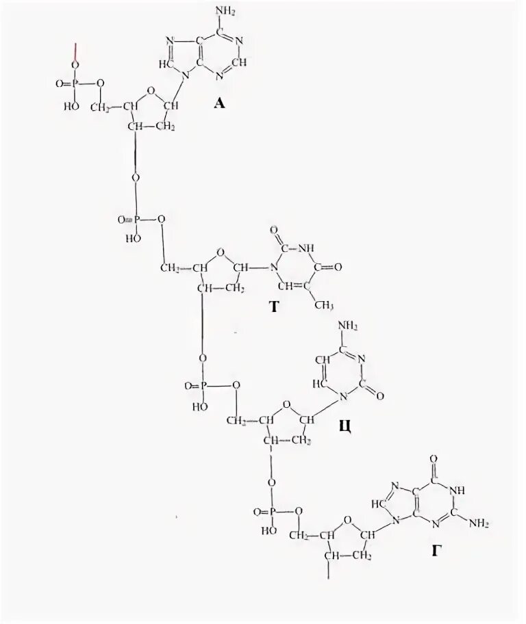 Строение участка цепи ДНК. Строение участка строения цепи ДНК. Строение участка цепи ДНК С последовательностью оснований тг. Структура участка цепи ДНК.