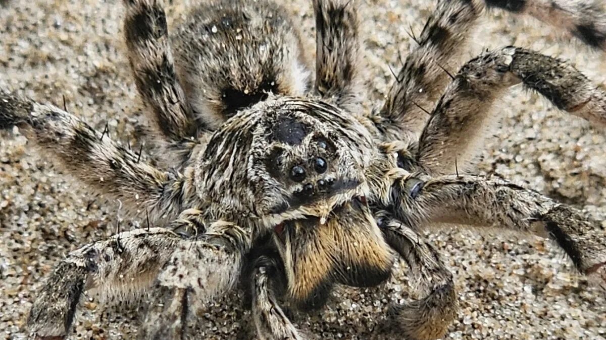 The Chinese bird spider is called an "earth tiger" but the one in the box looks 