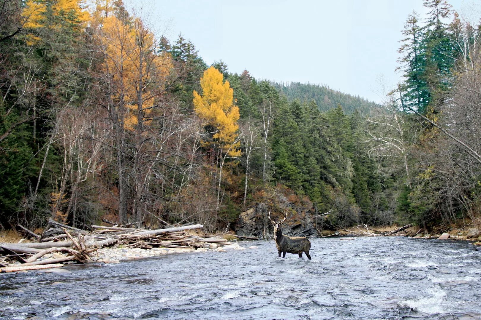 приамурье дальнего востока. амут озеро осенью хабаровский край. приамурье дальнего востока. дальний восток амур. приморский край уссурийская тайга.