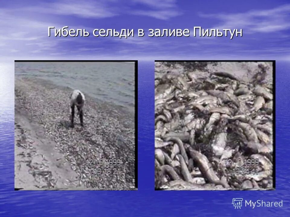 экологические проблемы южно сахалинска. экологические проблемы сахалинской области презентация. экологическая ситуация сахалина. экологические проблемы сахалинской области. проблемы сахалина.