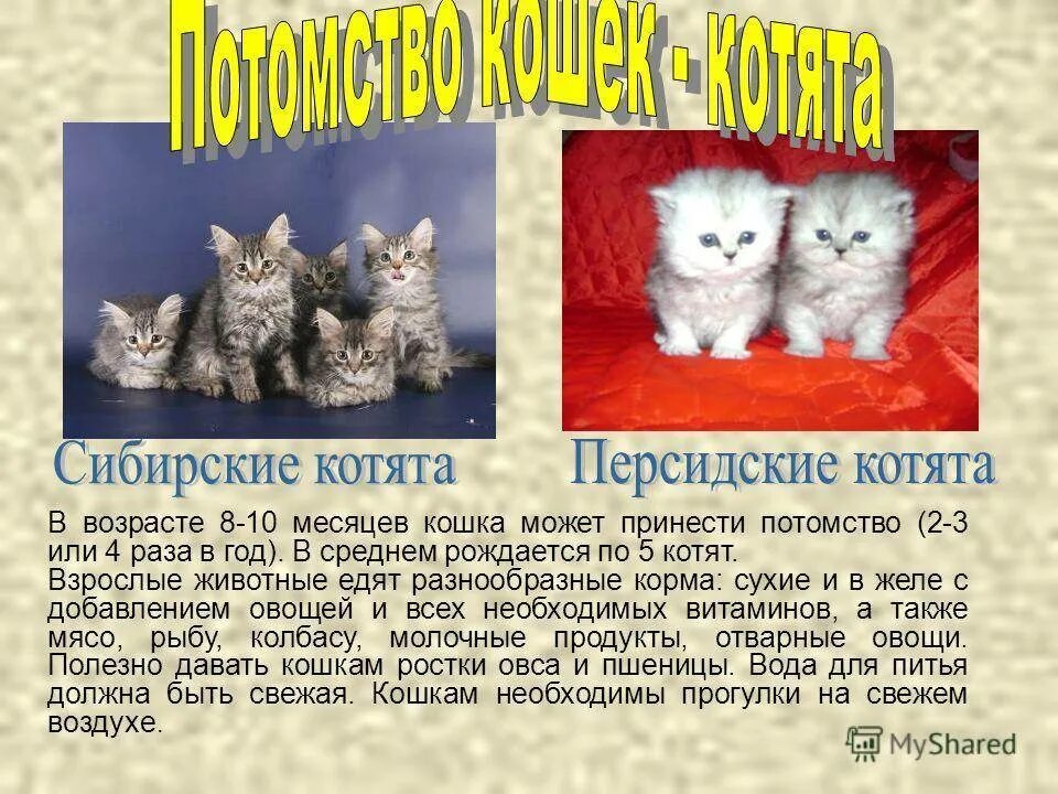 Можно про котят. Сообщение о котенке. Рассказать о своём котёнке. Сочинение про котенка. Рассказ котенок.