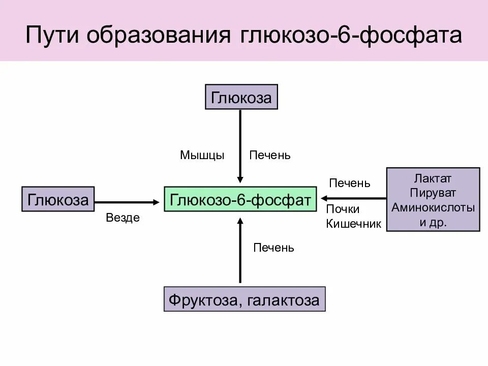 Образование в клетках растений глюкозы поглощение. Пути использования глюкозо-6-фосфата. Пути образования глюкозо-6-фосфата. Пути превращения глюкозо-6-фосфата в печени. Основные пути превращения глюкозо-6-фосфата в тканях.