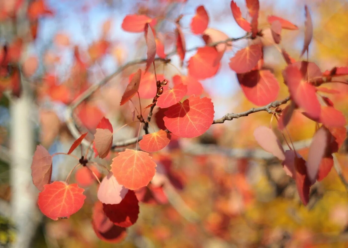 Осенняя осина. Осина (Populus tremula). Осина осенью. Красный лист осины. Осинка листья осенью