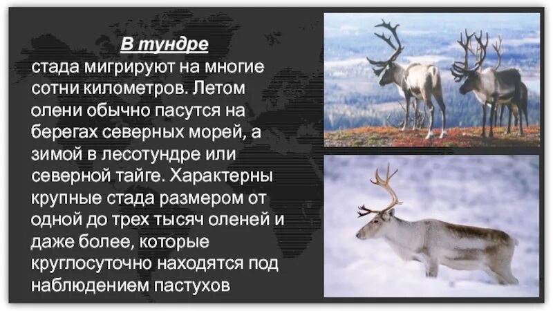 Существительное к слову олень. Стадо оленей в тундре. Стадо северных оленей в тундре. Оленеводство в тундре Северные олени. Северный олень обитает в тундре и тайге.