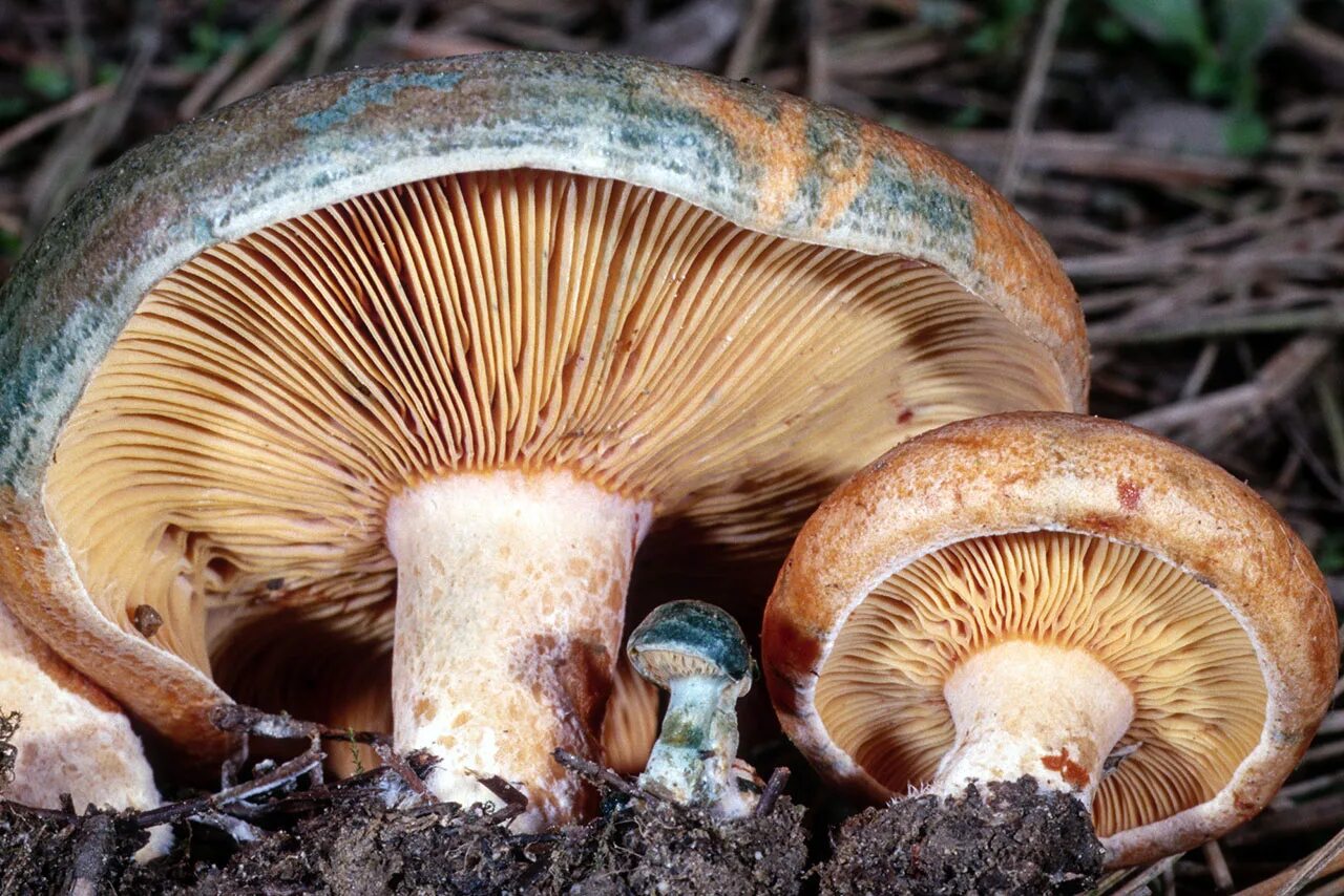 2 пластинчатые грибы. Рыжик еловый/еловик (Lactarius deterrimus);. Рыжики пластинчатые грибы. Пластинчатые грибы и трубчатые грибы. Рыжик трубчатый или пластинчатый гриб.