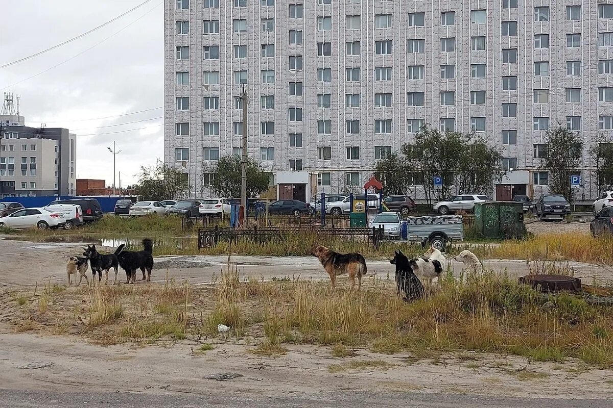 Бездомные собаки холмск. Собаки новый уренгой. Новый уренгой девочка собаки. Снег во дворе. Бездомные собаки новый уренгой.