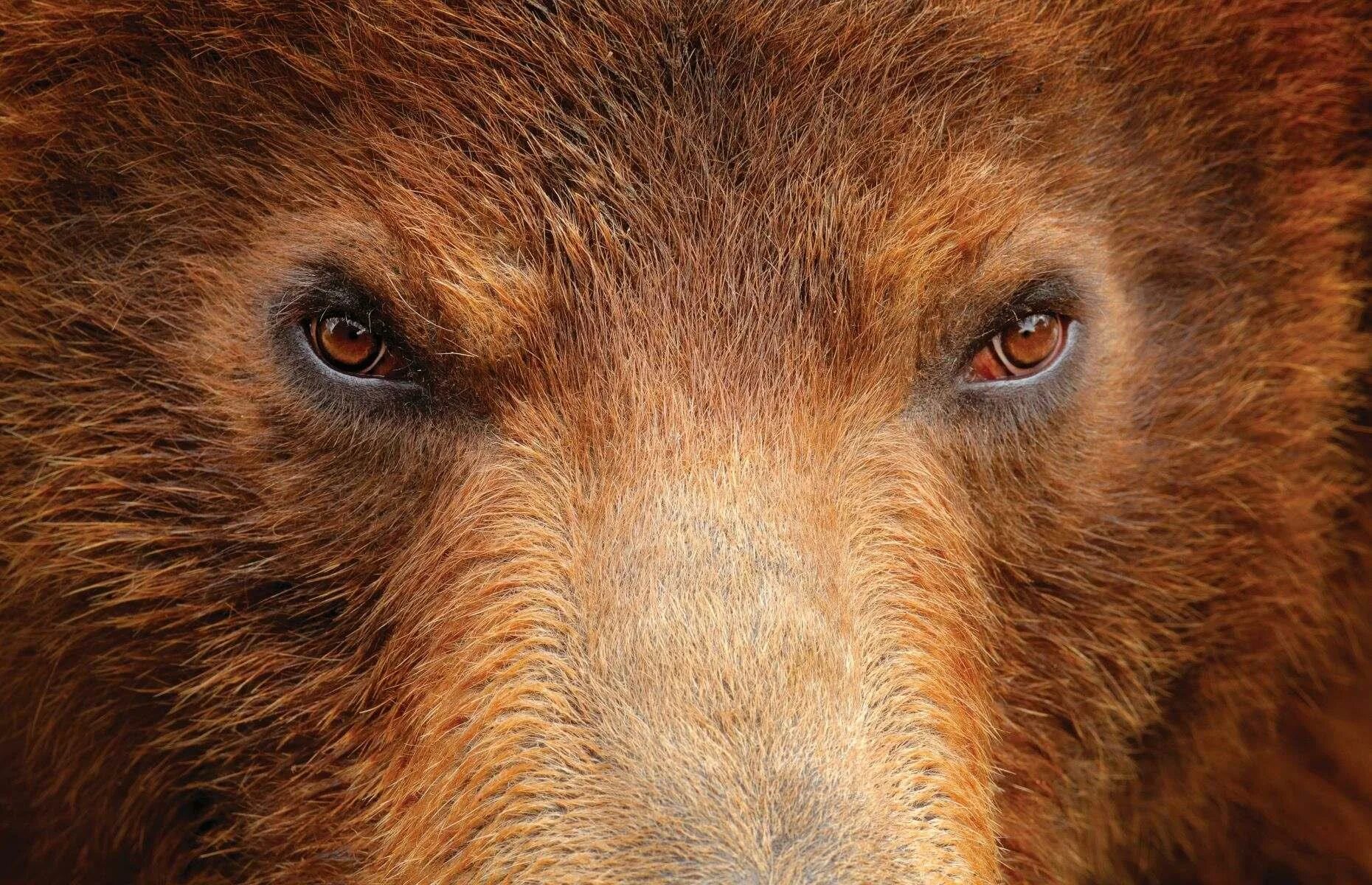 Bear s eye. Глаза медведя. Бурый медведь глаза. Медвежьи глаза. Зрачки медведя.