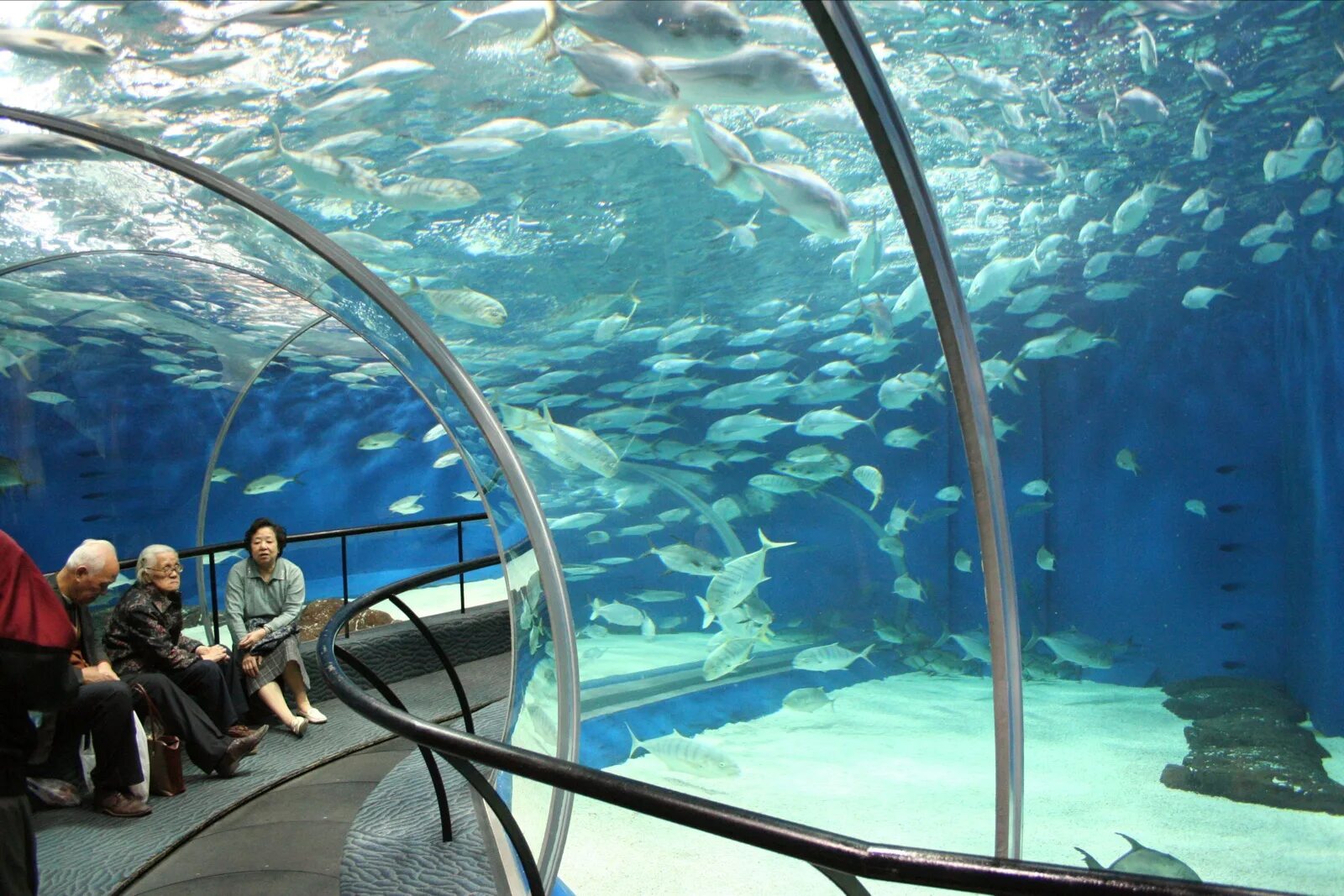 Океанариум шанхай. Шанхай океанариум. Сиднейский аквариум Sea Life. Океанариум в Шанхае, Китай. Шанхайский океанический аквариум Китай.