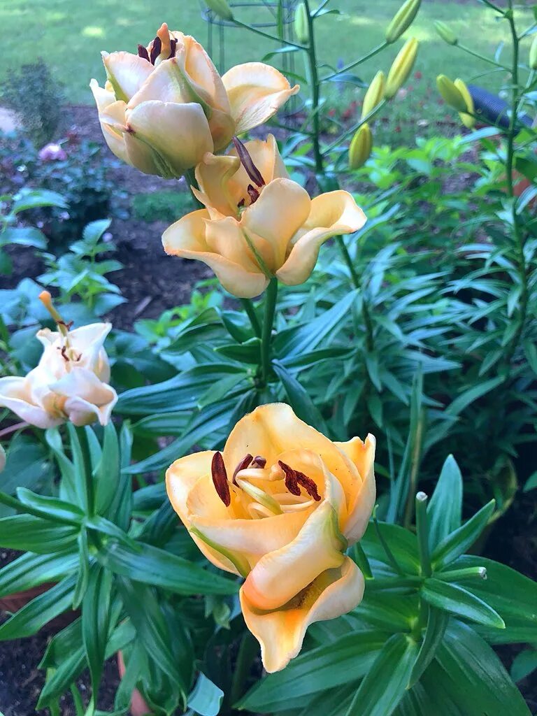 лилия эприкот фадж