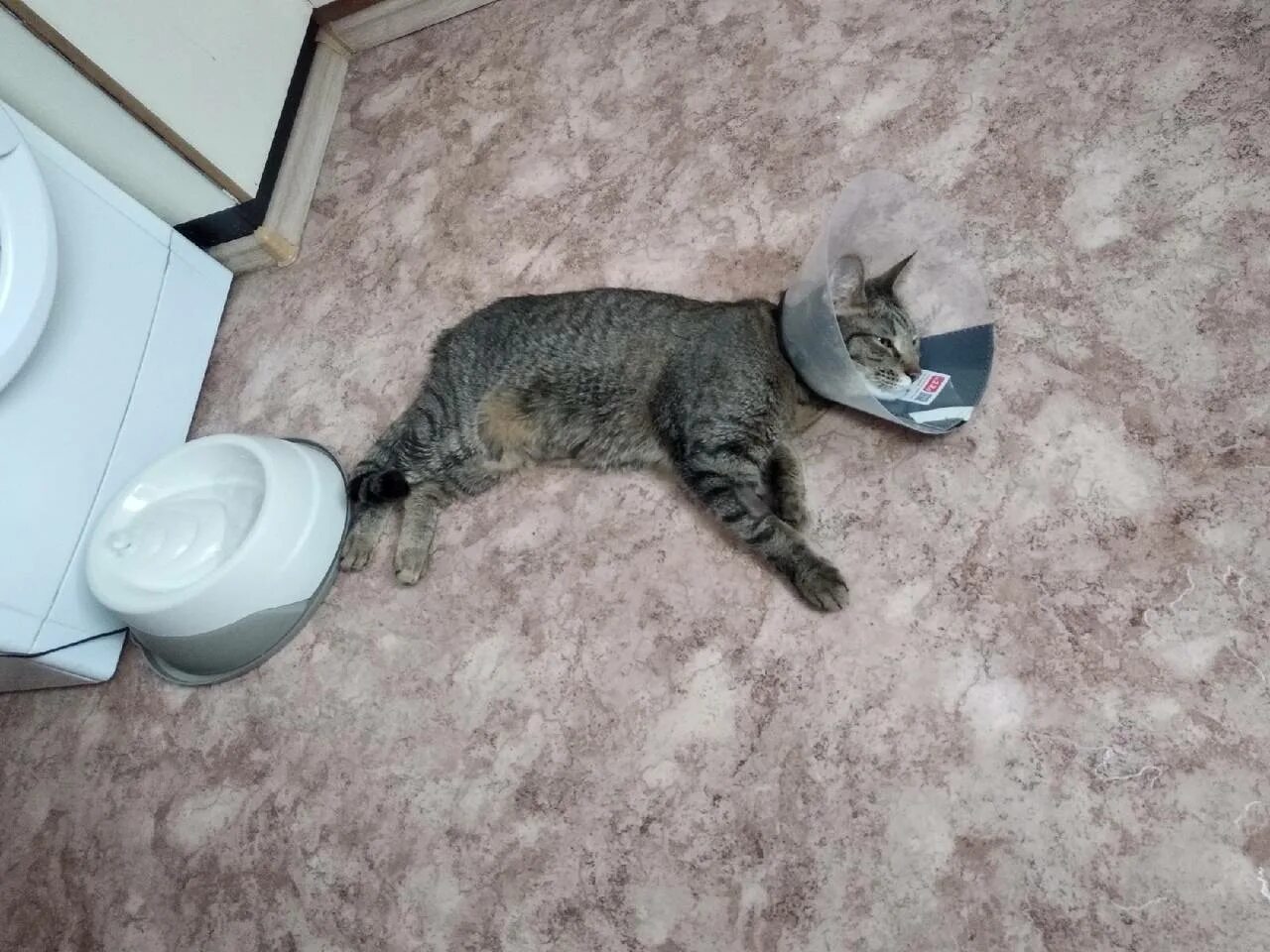 Котенок 2 дня не ходит в туалет. Коты после кастрации и туалет. кот пишет.