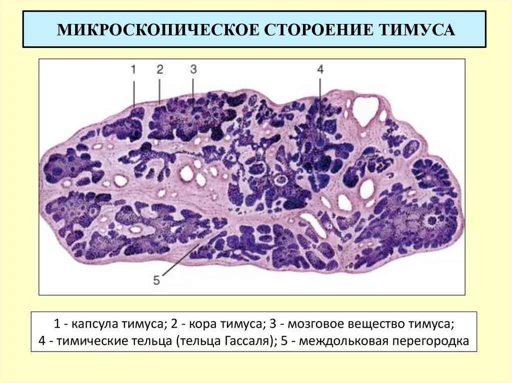Тимус гистология. Тимус гистология