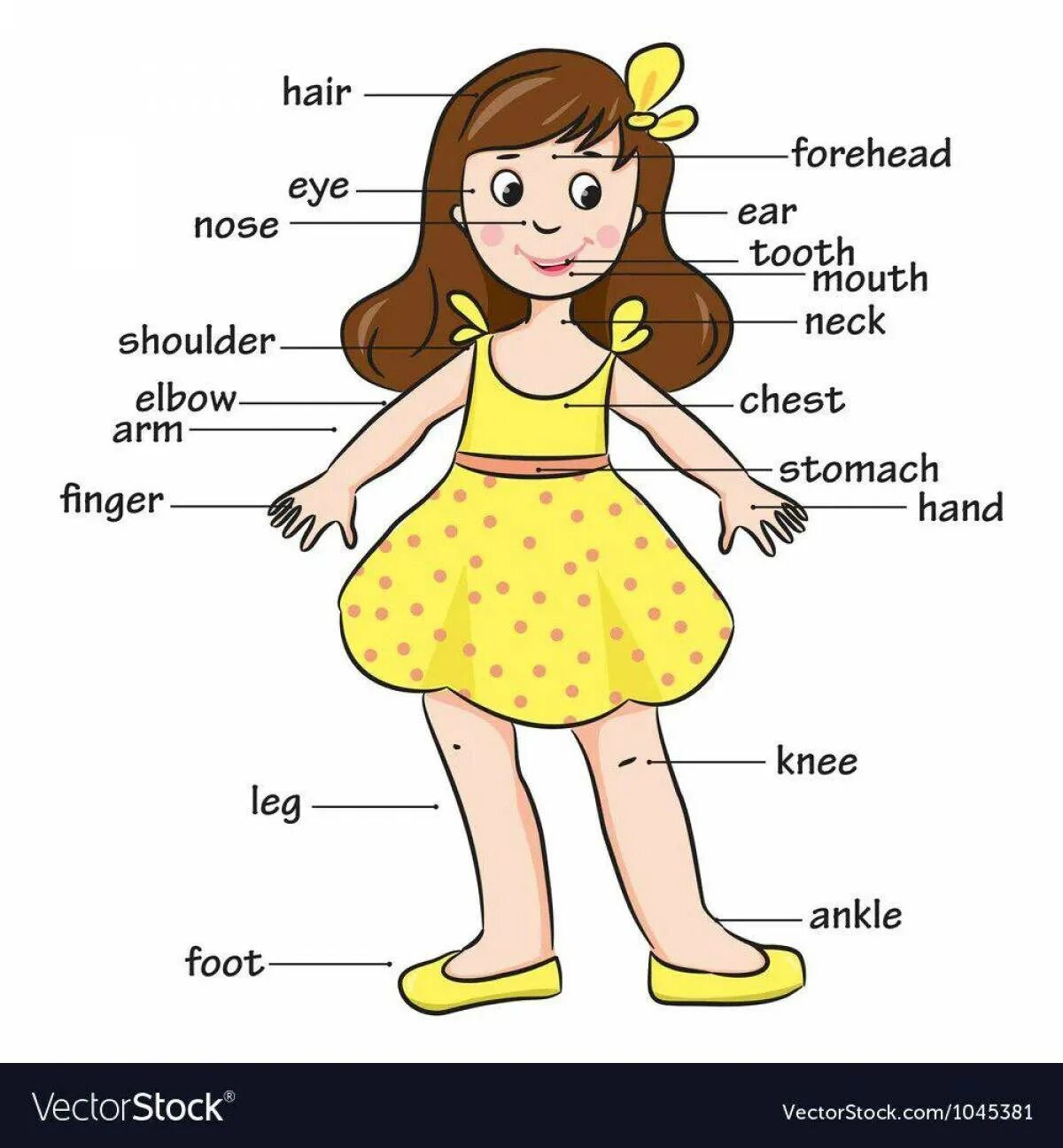 Девочка с частями тела на английском. Части тела по английскому рисунок. Изучаем части тела на английском. Части тела Куалы по английскому. Описание человека для детей