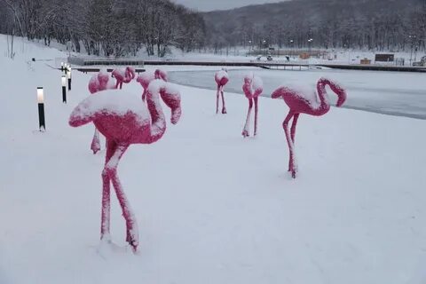 Зимние фламинго