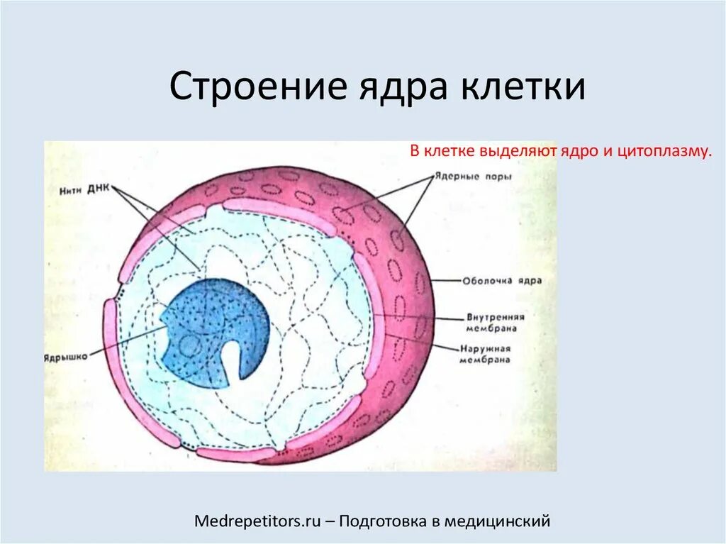 Строение ядра эукариотической клетки. Строение ядра эукариотической клетки рисунок. Строение ядра эукариотической клетки схема. Строение ядра клетки рисунок. В ядрах клеток многоклеточного