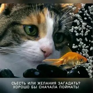 Око да это