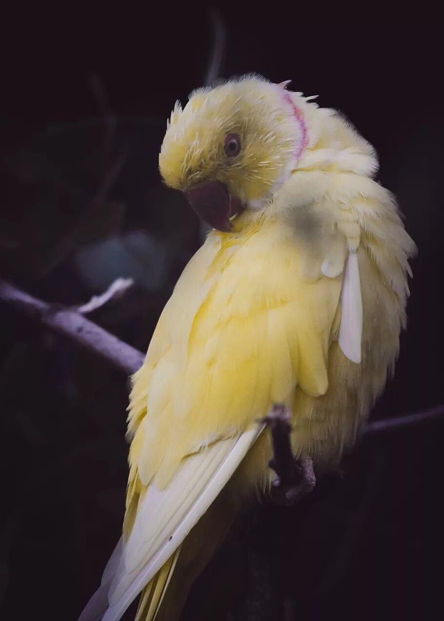 Желтый попугай. Попугай в темноте. Желтые животные. Желтая птица с прической. Попугаи в темноте
