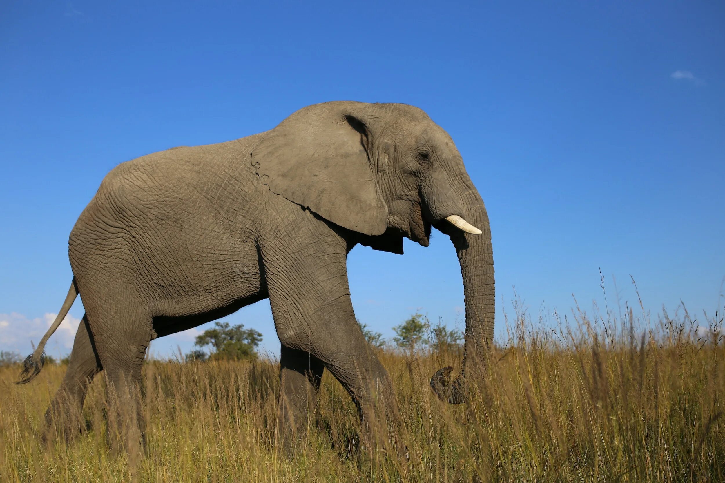 An elephant