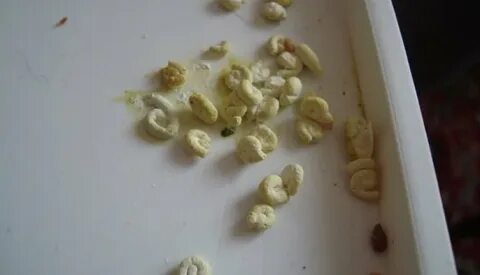 Помет птиц белый