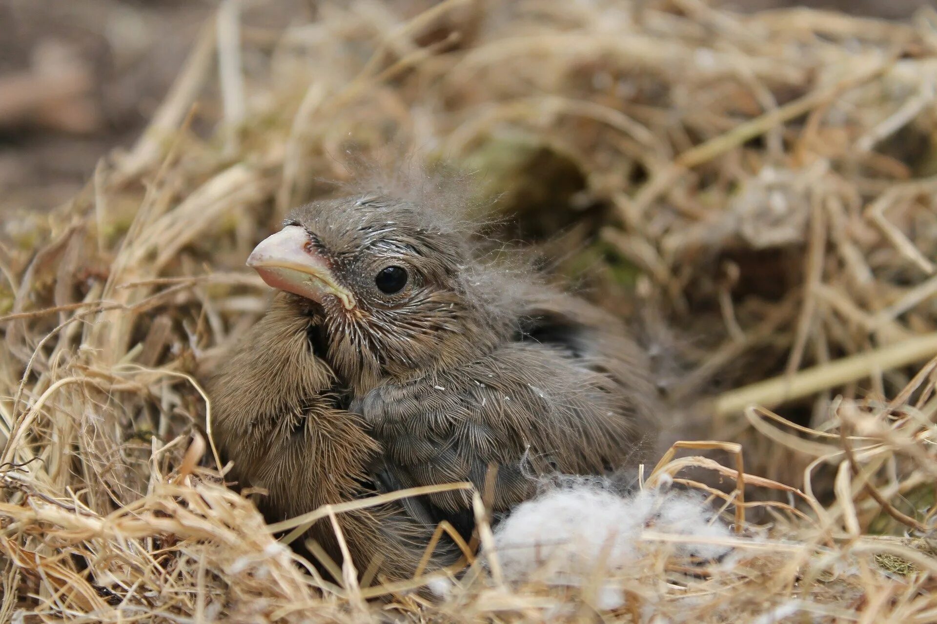птенец 4. милые цыплята. цыпленок бежит. четырёхлапый цыпленок. гнездовые птенцы.