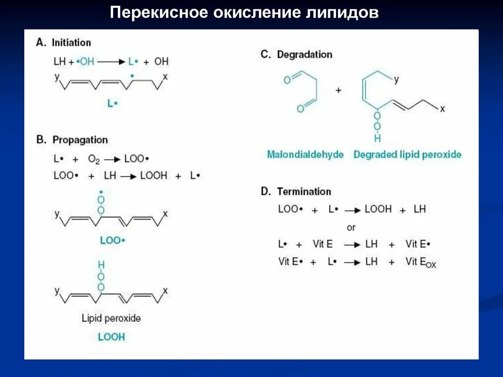 Пол липидов. Схема реакций перекисного окисления липидов. Цепная реакция окисления липидов. Стадии свободно радикального окисления липидов биохимия. Схема перекисного окисления липидов биохимия.