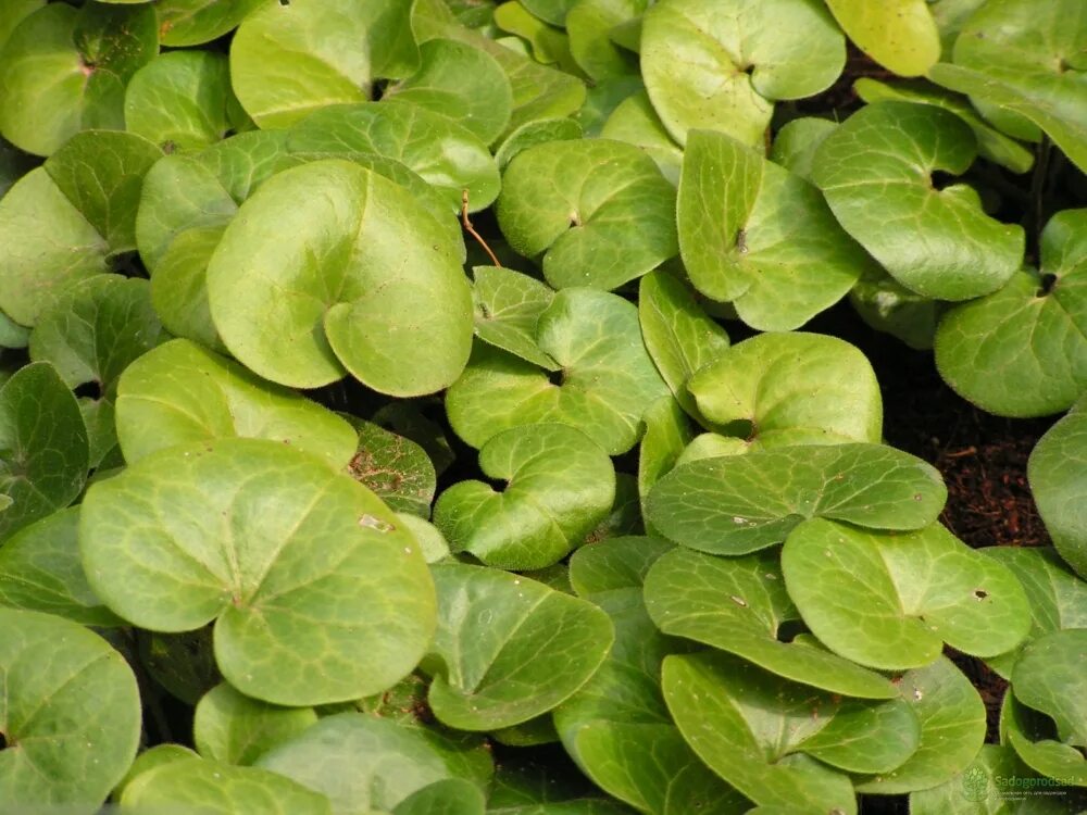 Копытень европейский "Asarum" купить по цене 600 рублей от питомника саженцев и 