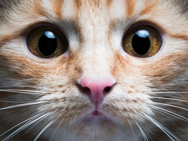 Морда кота. Глаза кошки. Кошачья мордочка. Лицо кота.
