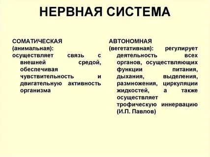 Соматическая и вегетативная работа сердца