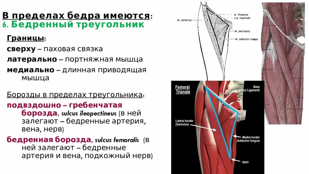 Какое анатомическое образование является дном trigonum lumbale