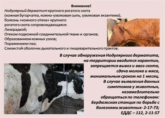 Понятие болезнь животных. Крс болезнь узелковый дерматит. нодулярный узелковый дерматит крс. нодулярный дерматит у коров. нодулярного дерматита у крс.