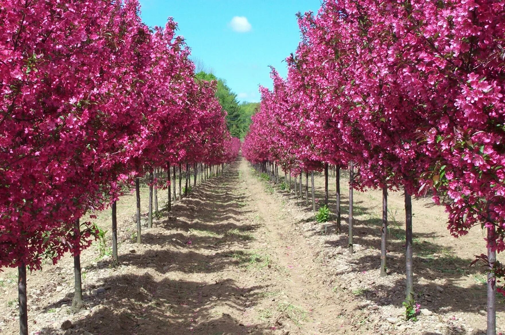 Яблоня краснолистная Хелена. Яблоня Malus Royalty. Яблоня "роялти" - Malus "Royalty". Яблоня краснолистная роялти.