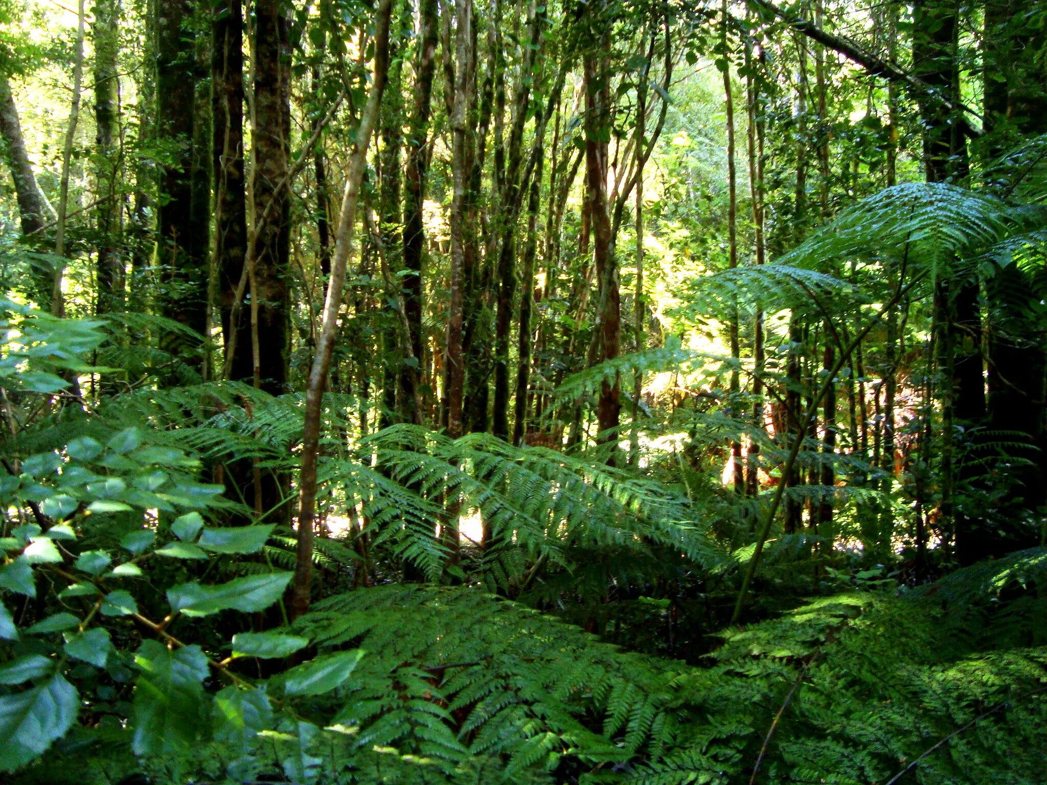 Вечнозеленые листопадные растения. Вечнозелёные тропические леса Южной Америки. Вальдивские леса Южная Америка. Влажный вечнозеленый лес Южной Америки. Влажные тропические леса Южной Америки.