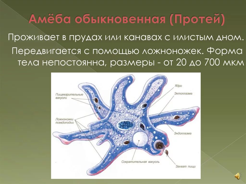 Строение амебы 7 класс биология. Амеба Протей Amoeba Proteus. Амёба обыкновенная 7 класс биология. Строение амебы протея 7 класс биология. Какую форму имеет простейшие