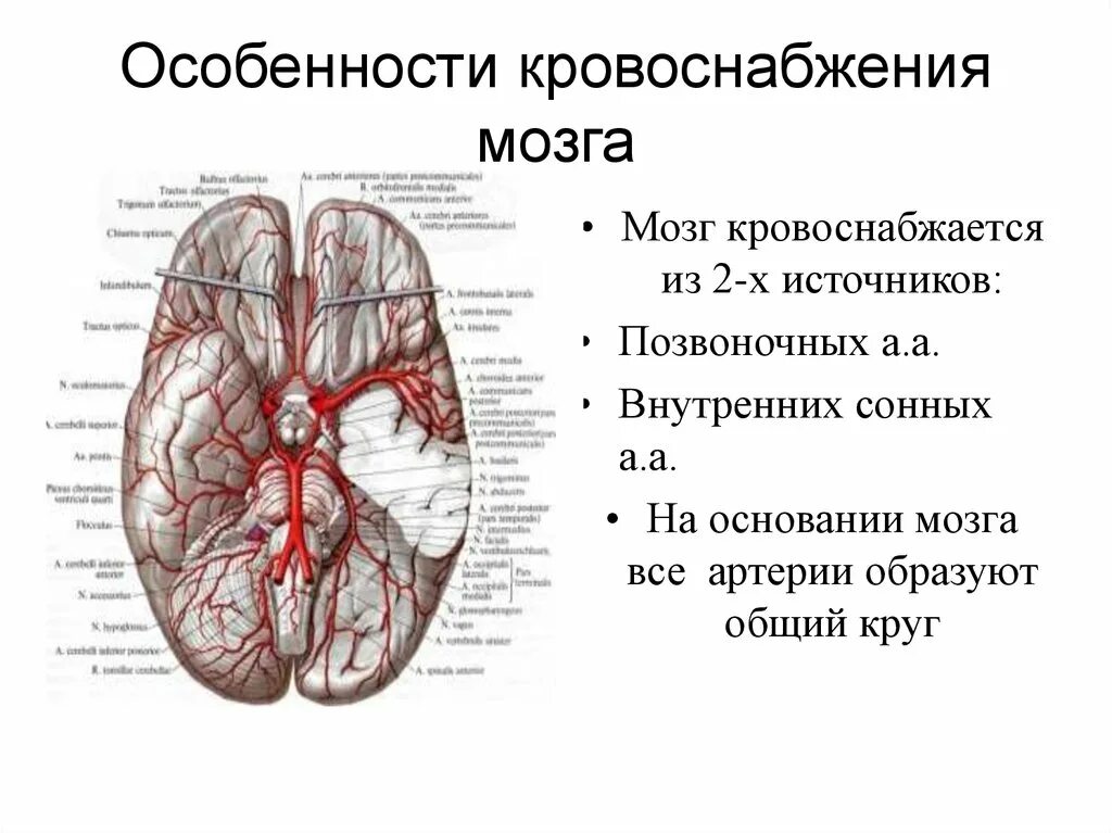 Артерии основания мозга. Особенности кровоснабжения головного мозга. Особенности кровообращения головного мозга физиология. Особенности кровообращения мозга и сердца физиология. Особенности кровоснабжения головного мозга физиология.